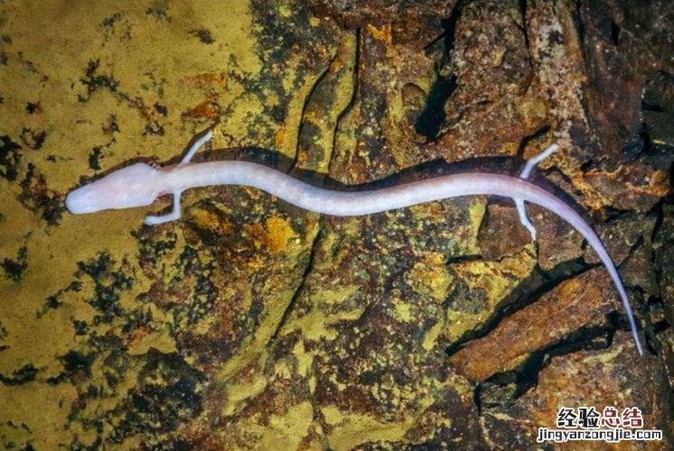 蝾螈是两栖动物吗