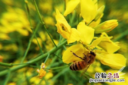 蜜蜂怎么辨别气味