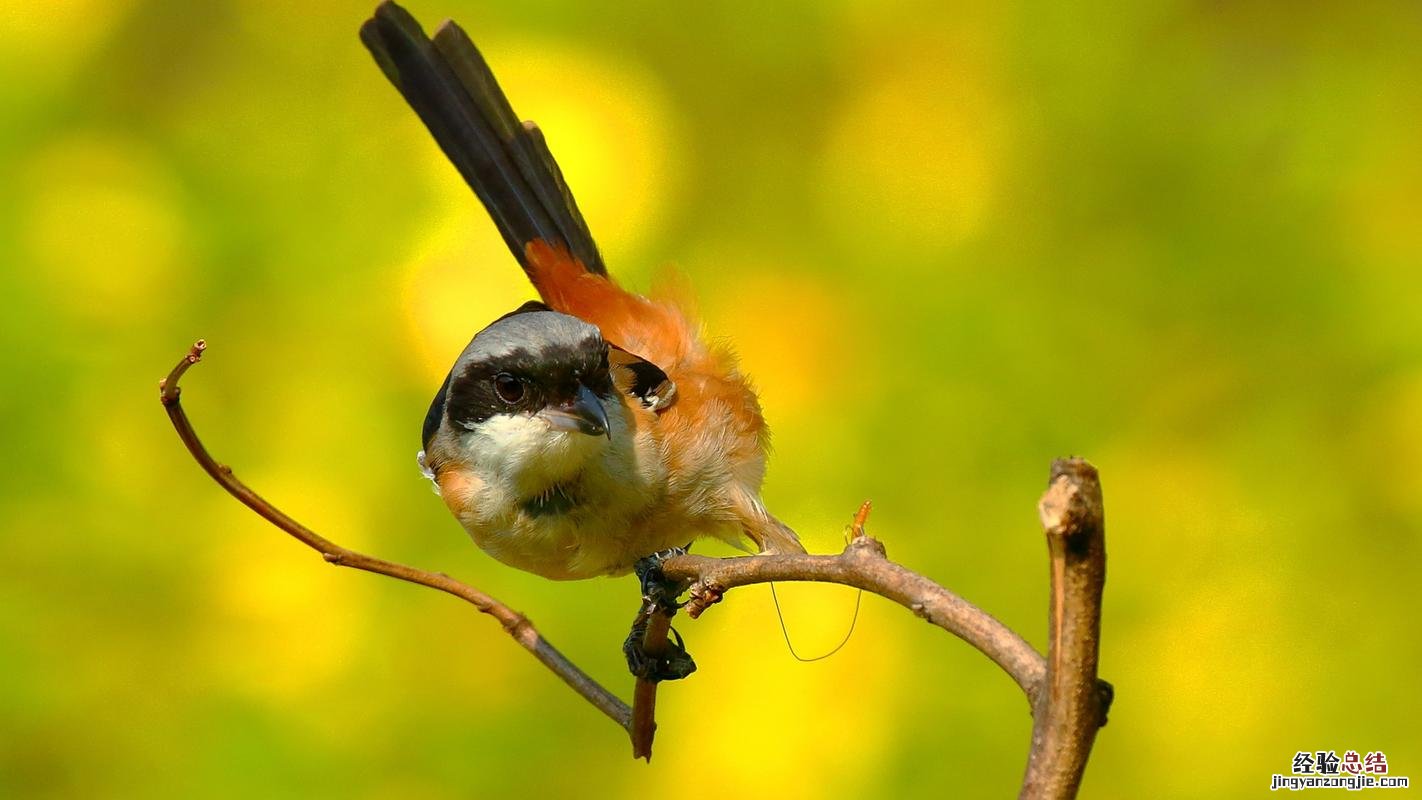 伯劳鸟是几级保护动物