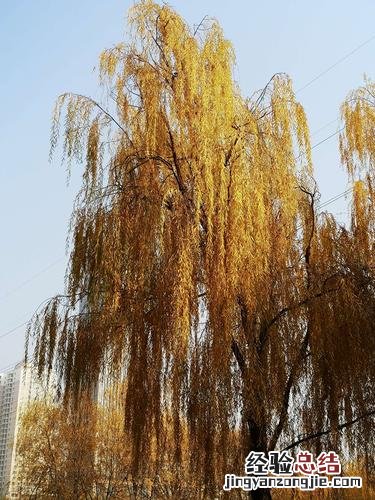 冬天刮西北风的原因是什么