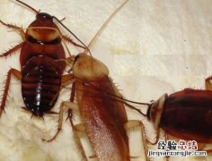 蟑螂冬眠吗
