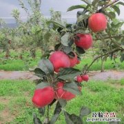 又沙又面的苹果是什么品种