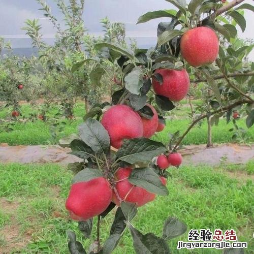又沙又面的苹果是什么品种