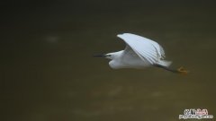 白鹭的外形和生活特点