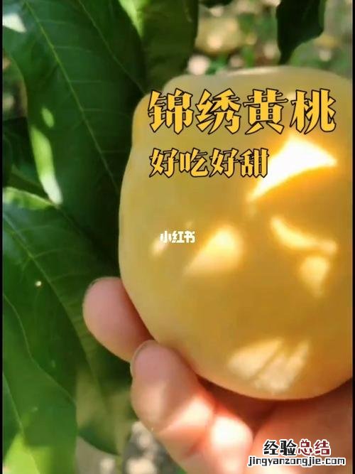 黄桃是热性吗