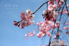 樱花为什么是日本国花