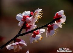 梅花是什么季节