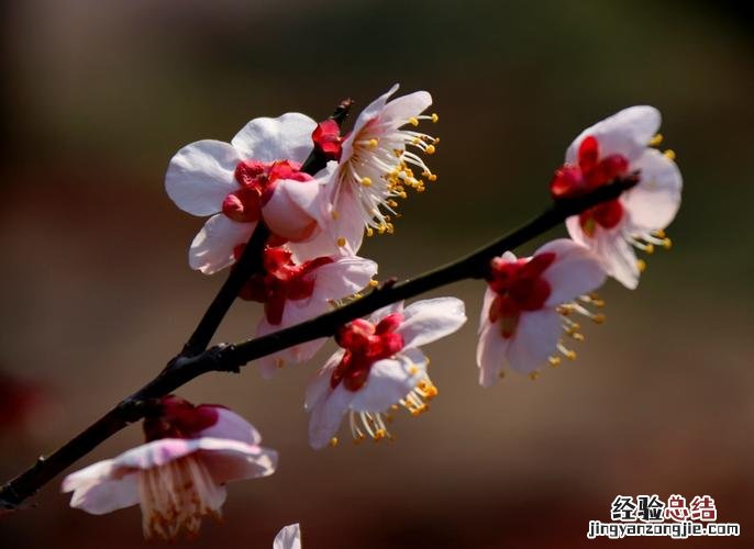 梅花是什么季节