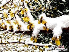 寒蕾的寓意