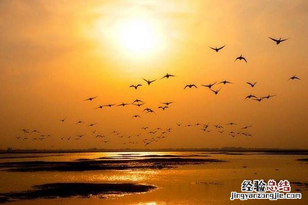 大雁象征什么