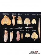 怎样挑选优质的花胶