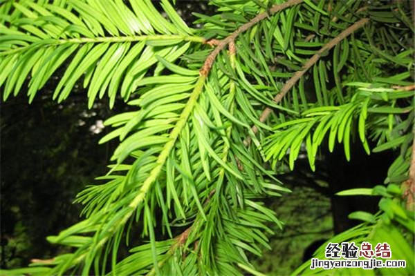 树皮粗糙的一面是什么方向