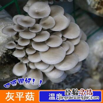 白色的香菇是什么菇