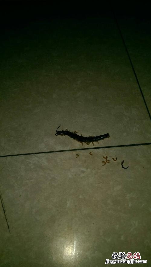 臭板虫怎么彻底消灭