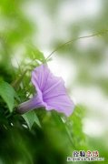淡然的昵称