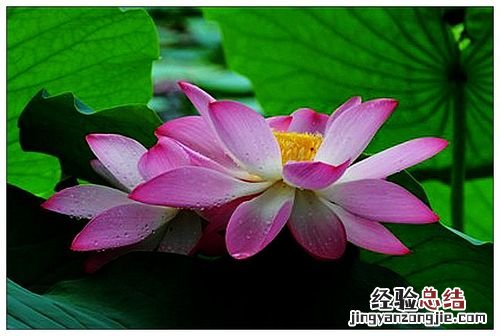 寓意莲花的微信昵称