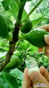 无花果白汁有毒吗