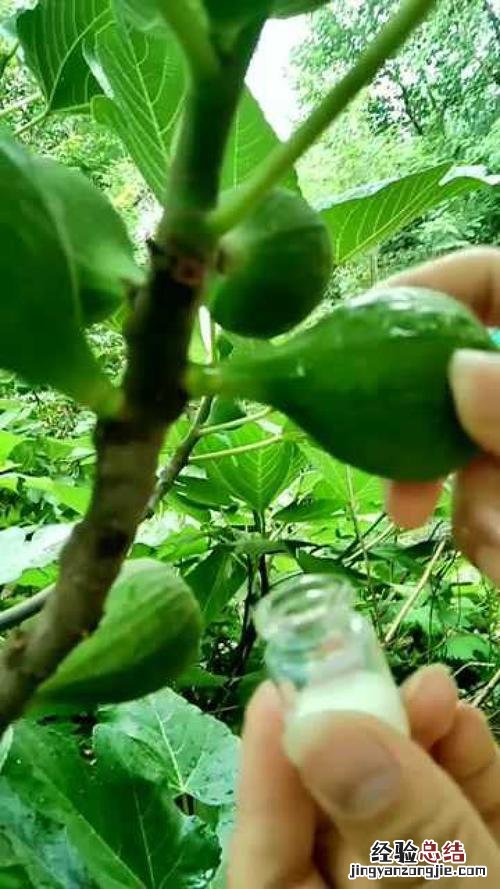 无花果白汁有毒吗