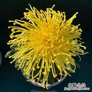 菊花的香味怎么形容