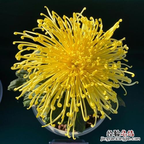 菊花的香味怎么形容