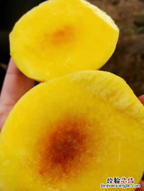 黄桃没熟怎么办