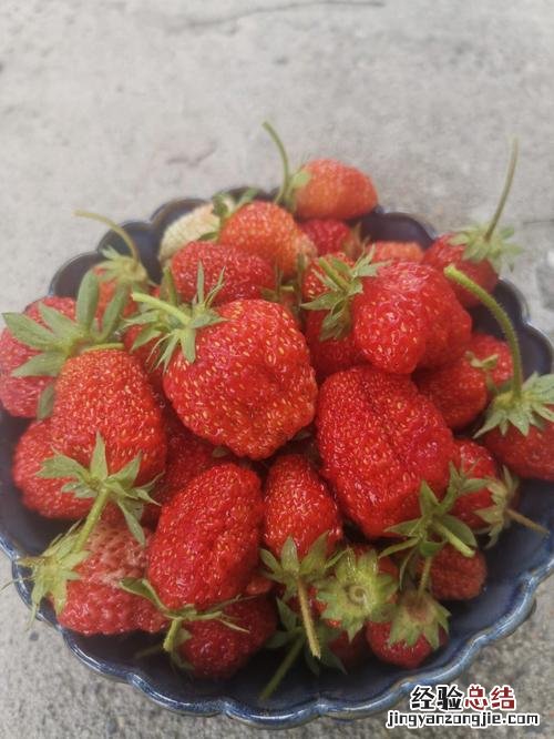 如何分选生熟草莓