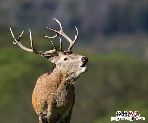 鹿是国家保护动物吗