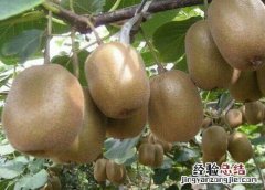 红心猕猴桃是热性还是凉性