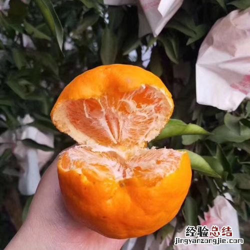 粑粑柑与丑橘有什么不同