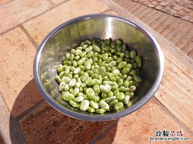 蚕豆和豌豆一样吗