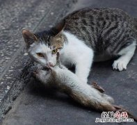老鼠的习性