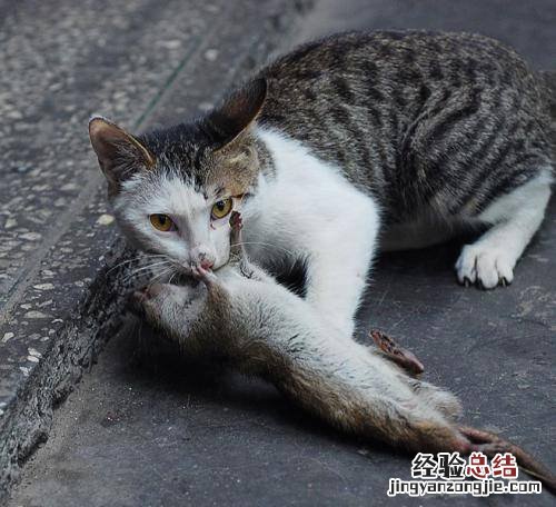 老鼠的习性