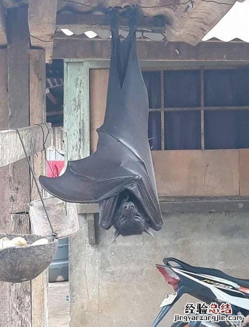 蝙蝠长什么样