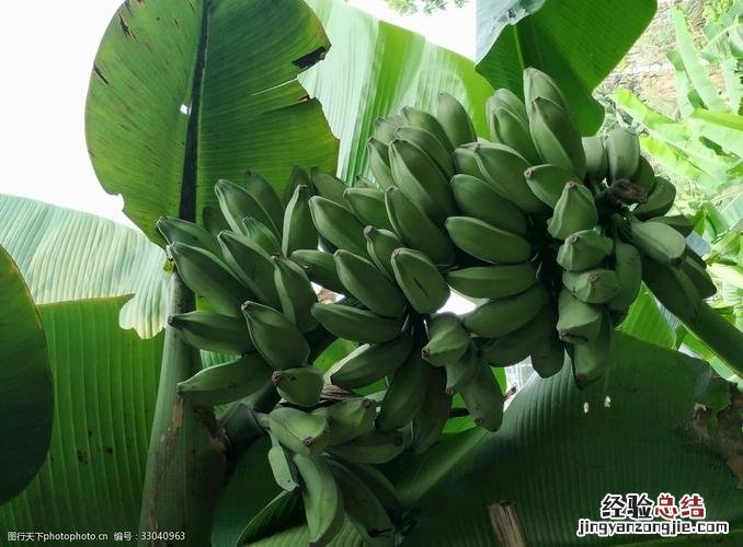香蕉的种类