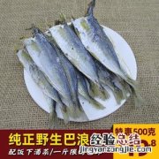 鳀鱼在中国叫什么鱼