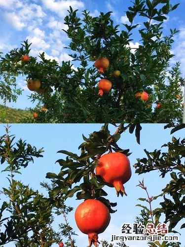 石榴太酸怎么变甜