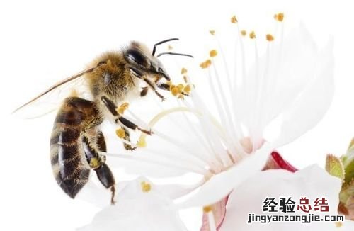 工蜂的寿命有多长