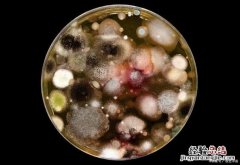 细菌属于生物吗