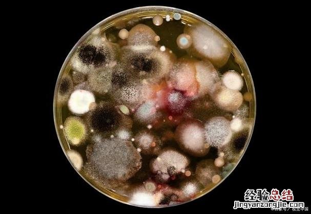 细菌属于生物吗