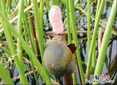 菱角寄生虫在表面还是里面