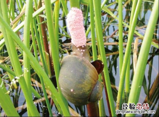 菱角寄生虫在表面还是里面