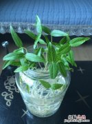 绿豆芽可以长多高