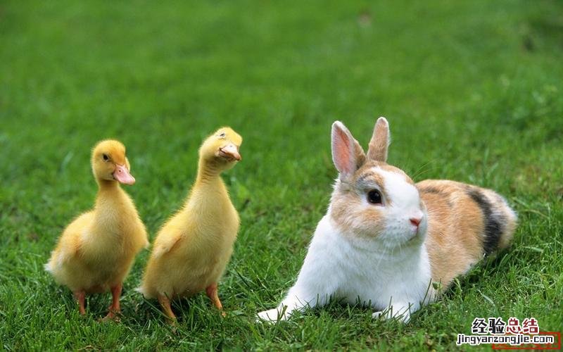 脾气温顺的动物