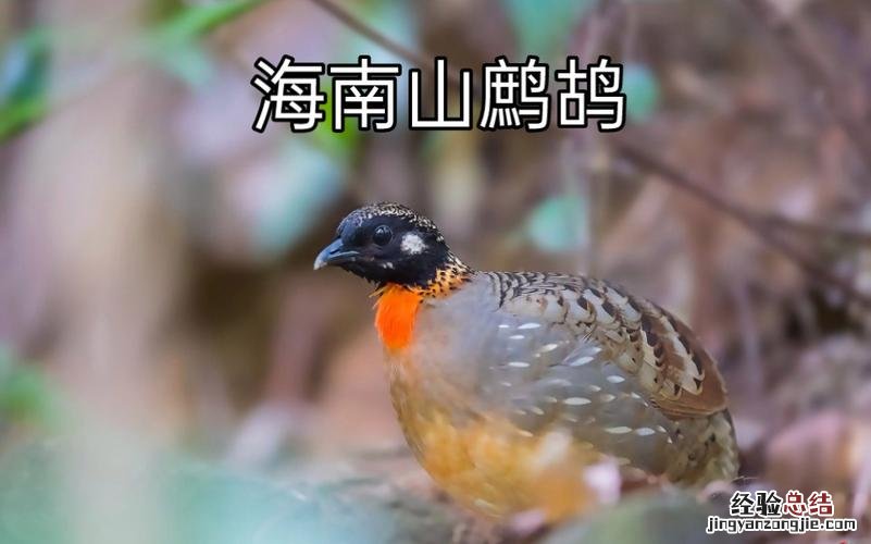 鹧鸪是保护动物吗