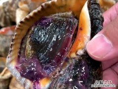 田螺尾部是屎还是黄