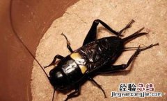 促织是蟋蟀还是蝈蝈