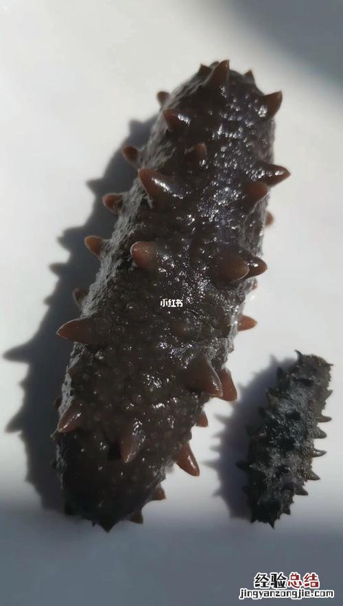 发好的海参煮多久能熟