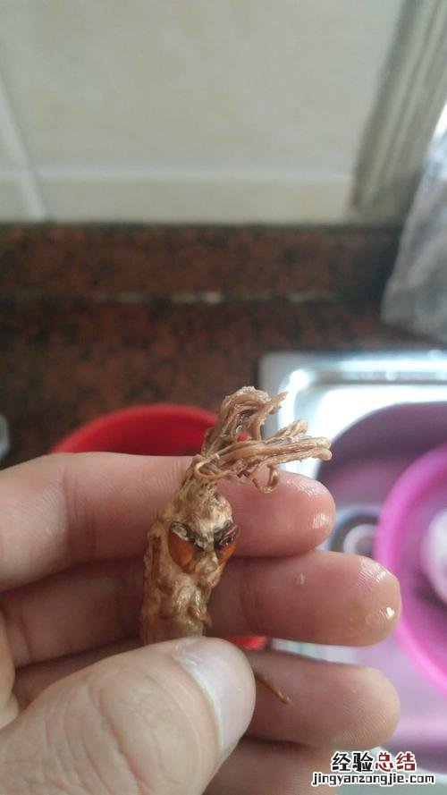 蝉的幼虫叫啥