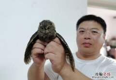 猫头鹰属于几级保护动物