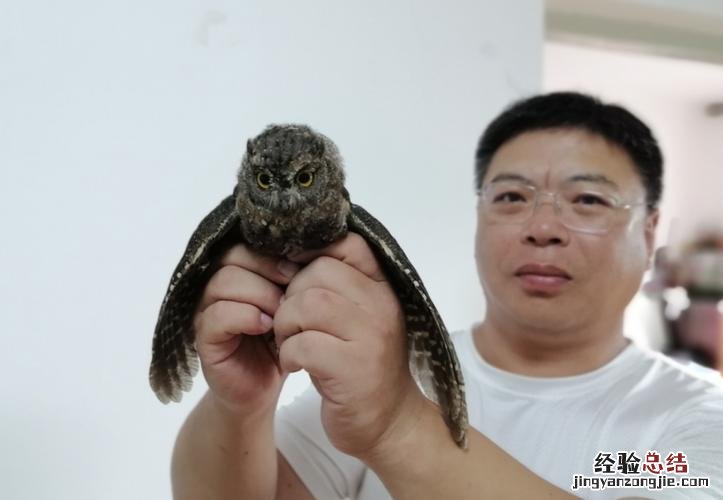 猫头鹰属于几级保护动物